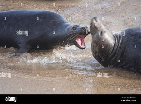 Grey Seals Fighting Hi Res Stock Photography And Images Alamy