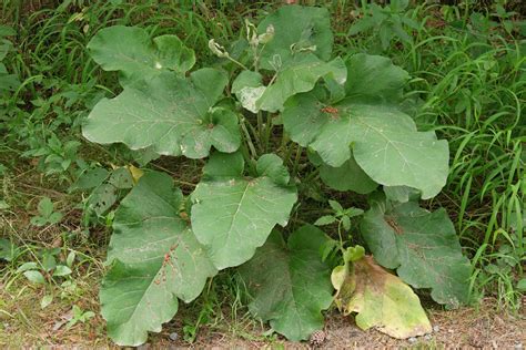 Arctium lappa