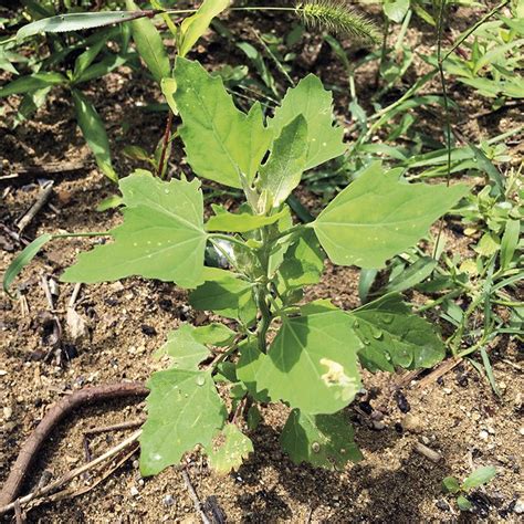 Las Plantas Bioindicadoras EcoHabitar