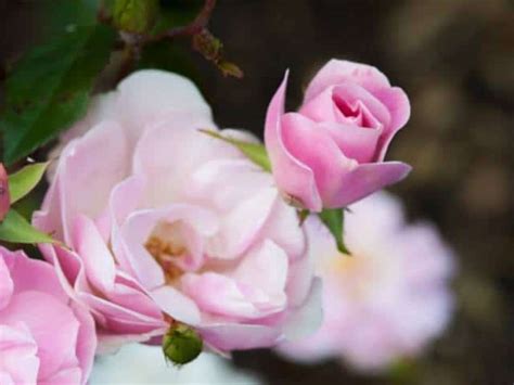 Will Roses Bloom The First Year? – Thriving Yard