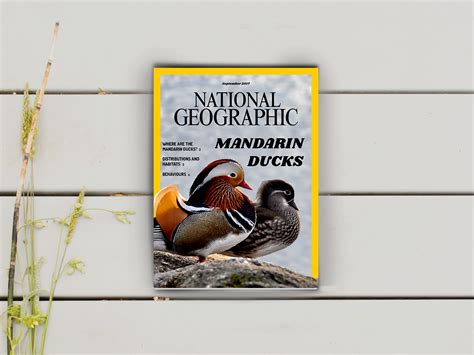 National Geographic Graphic Design On Behance