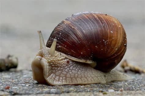Caracol Lento Molusco Foto Gratis En Pixabay Pixabay