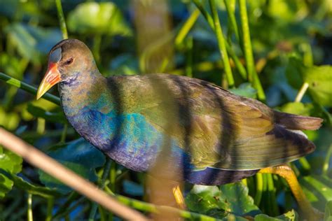 Female Purple Gallinule Purple Wetland Female