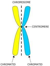 AP Bio Chapters 12 13 14 Flashcards Quizlet