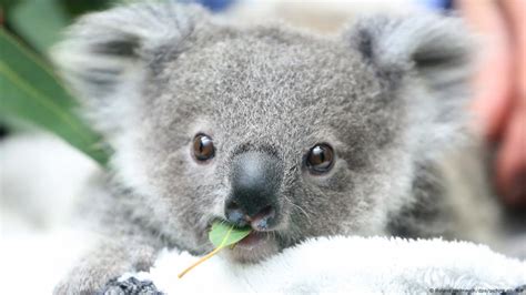 O R De Vibrar Cay Informaci N Sobre Los Koalas Calcetines Adolescencia