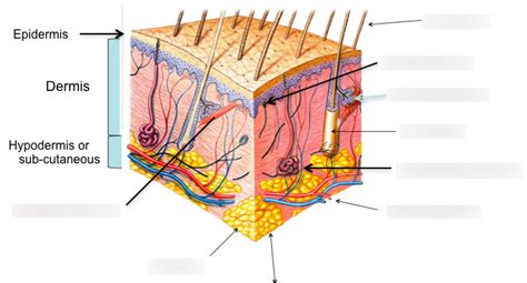 Label The Structures Of The Integument Diagram Quizlet
