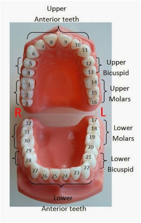 Dental Diagram Tooth Numbers