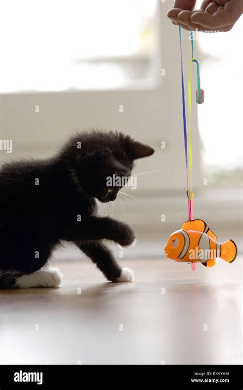 Kitten playing with toy Stock Photo - Alamy