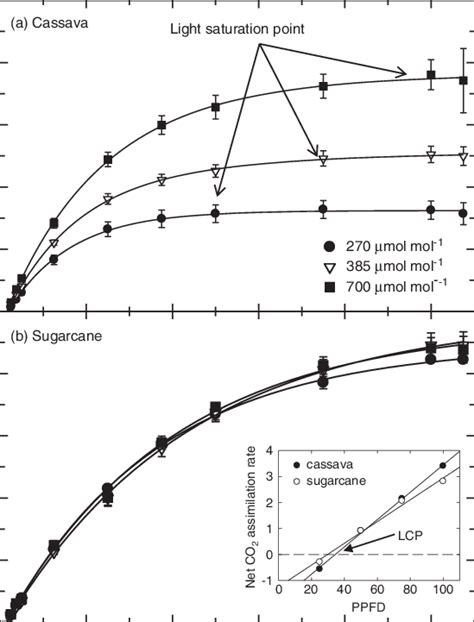 The Light Response Of Net Co Assimilation Rate In A Cassava Cv