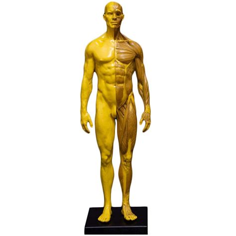 Buy Anatomy Diagram Femaleandmale Anatomy Figure Human Anatomy Figure