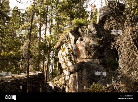 Forest Boulders In Shadow Stock Photo Alamy
