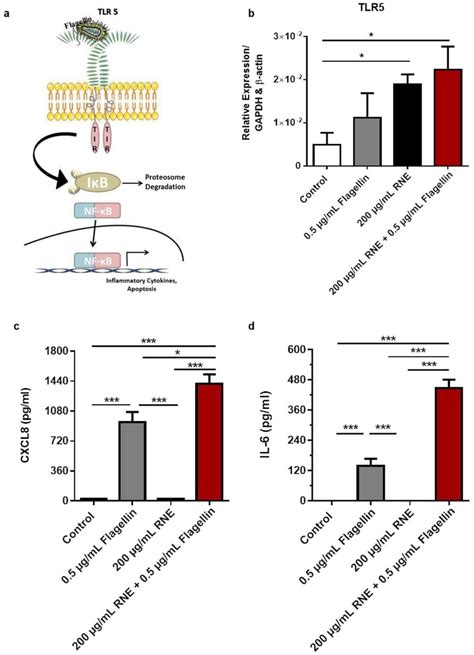 RNE A Natural Occurring Immune Adjuvant Simplified Schematic