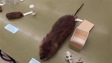 Video 5: Lab 5 Myomorpha - YouTube