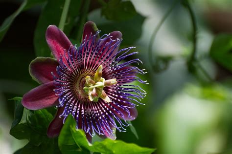 About Passion Flowers How To Grow Uses Images And More