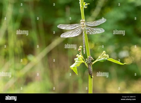 Emperor dragonfly larvae High Resolution Stock Photography and Images ...