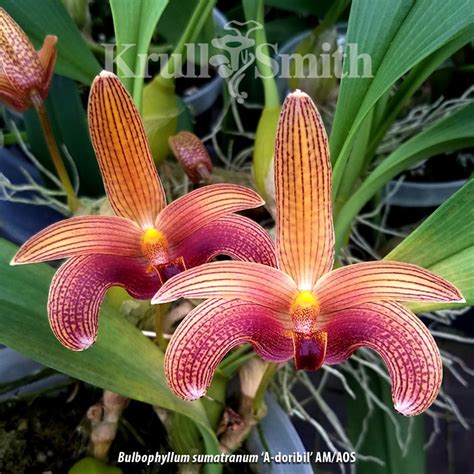 Bulbophyllum Sumatranum A Doribil AM AOS