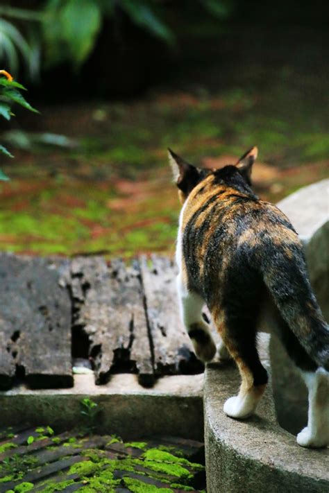 Gato Gatito Para Caminar Foto Gratis En Pixabay Pixabay