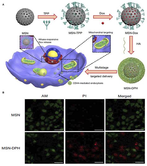 Frontiers Tumor Microenvironment Stimuli Responsive Nanoparticles For