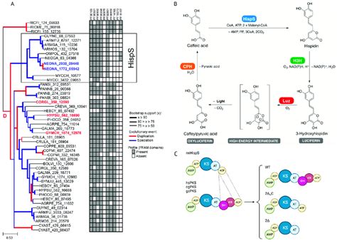 A Adapted From 9 Polyketide Synthase Domain Organisation In