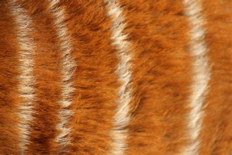 Animal Fur Wallpapers On Wallpaperdog