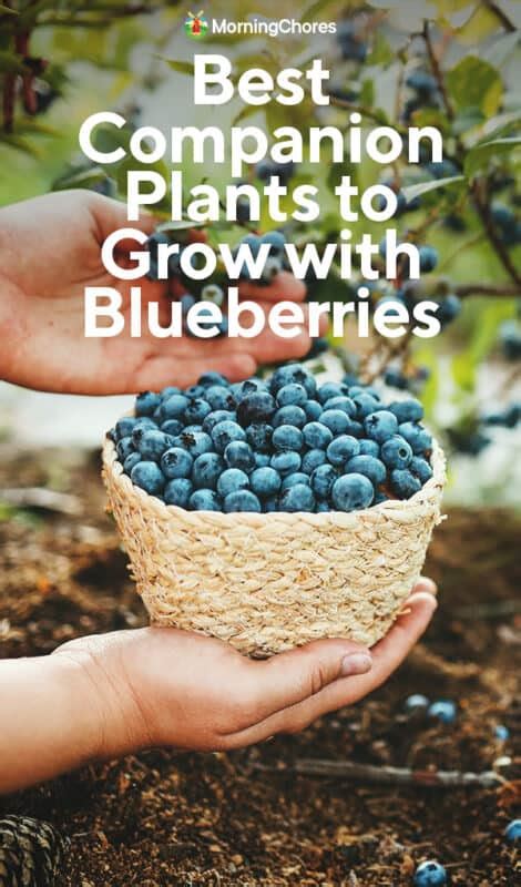 Of The Best Companion Plants To Grow With Blueberries Global