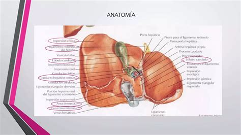 Absceso Hep Tico Ppt