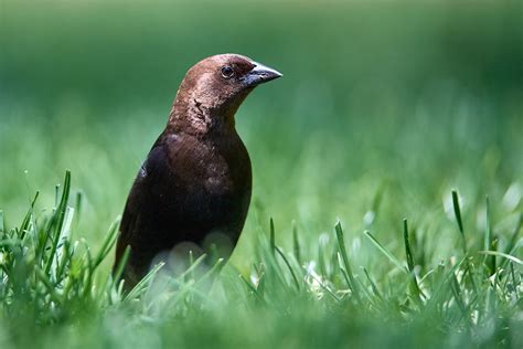 Birds Of New York Orioles Blackbirds Jays And Crows