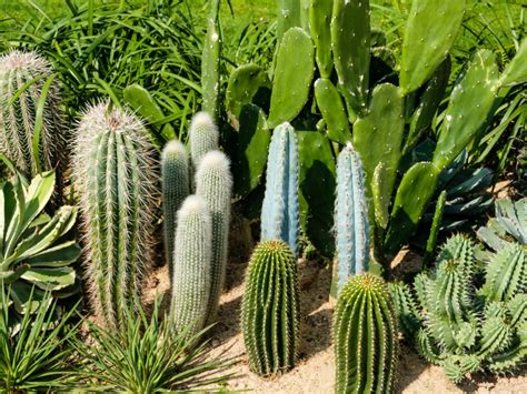 Cactus Garden - Paphos Zoo Map