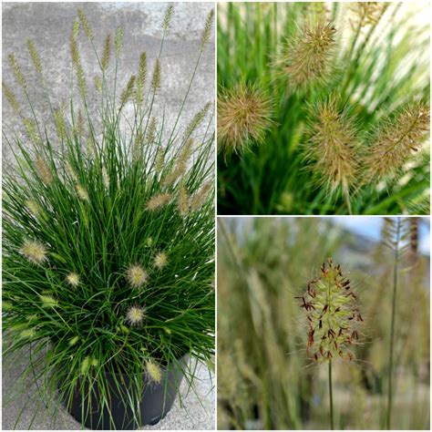 4 Great Grasses For Your Garden Fairview Garden Center