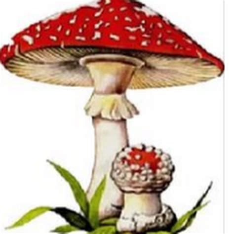 APkrFKY4bYD4wYDyEjmyMQU9qdWVXERNhD6l7shhuc6diw=s900-c-k-c0x00ffffff-no-rj