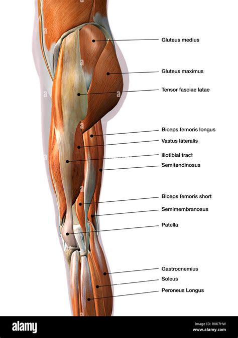 Female Leg Muscles Lateral View With Labels Stock Photo Alamy