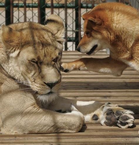 Самые странные парочки животных » BigPicture.ru