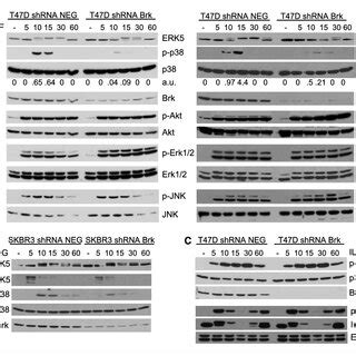 Brk Promotes P Dependent Activation Of Mef Transcription Factors A