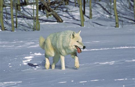 Arctic Wolf Canis Lupus Tundrarum Adult Standing On Snow Alaska