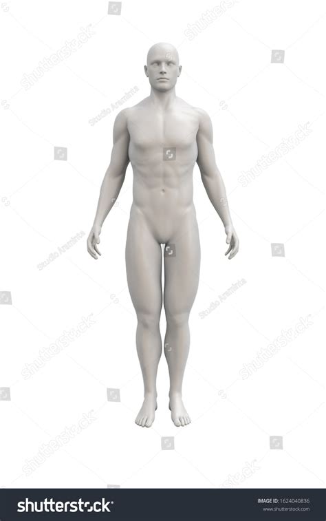 Full Frontal Standing Nude Over Royalty Free Licensable Stock Illustrations Drawings