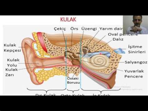 DUYU ORGANLARI 3 YouTube