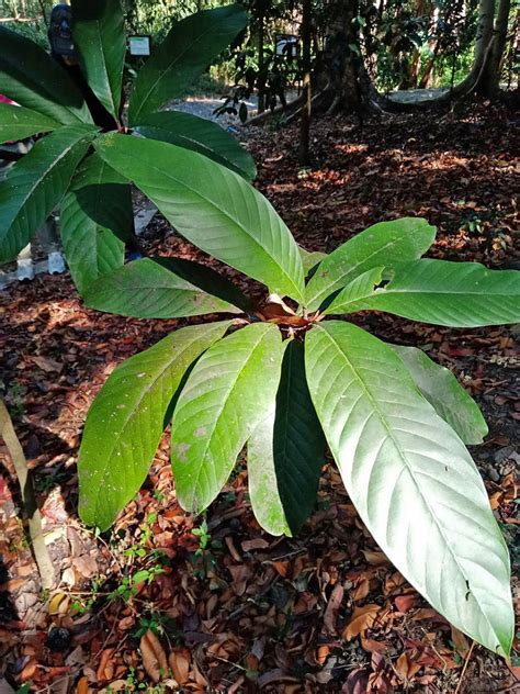 Palaquium Philippense Sapotaceae