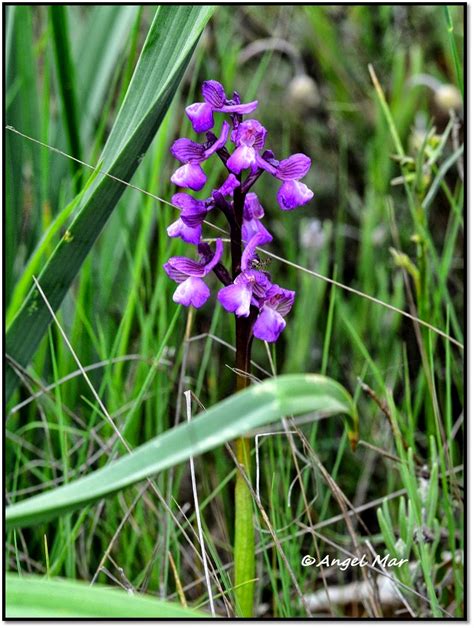 Orqu Deas Blog De Angel Mar Herorchis Morio Y Champagneuxii