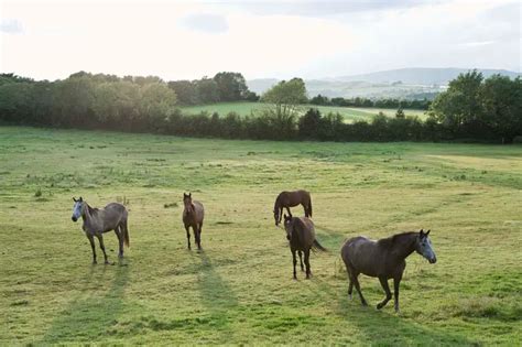 Why Are Horses Turned Into Glue Explained Animals Hq