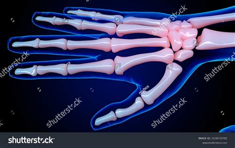 Human Skeleton Anatomy Hand Bones Medical Stock Illustration 2238710785 ...