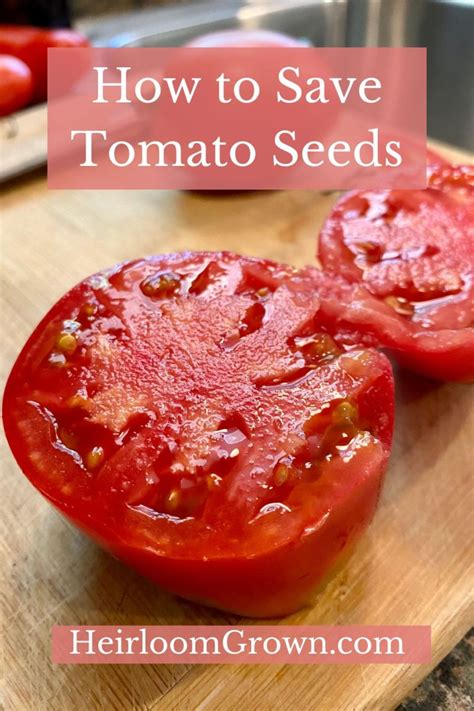 How To Save Tomato Seeds Heirloom Grown