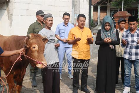 Bupati Ikfina Serahkan Sapi Buat Kurban Idul Adha