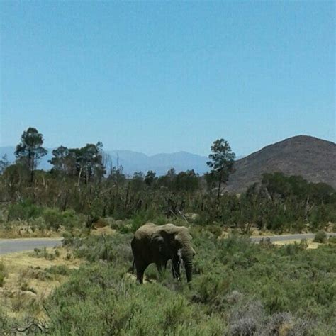 Fairy Glen Safari - Field