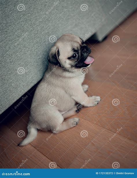 Adorable Funny Baby Female Puppy Pug Dog In Home Stock Photo Image Of