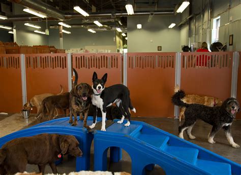 A Year in Review: What People are Saying About Camp Bow Wow
