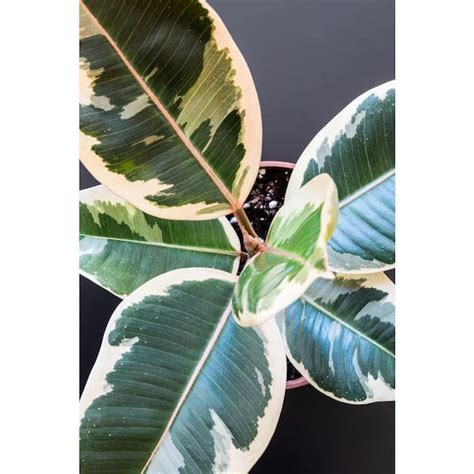 Proven Winners Leafjoy Collection Ficus Elasica Tineke Rubber Tree