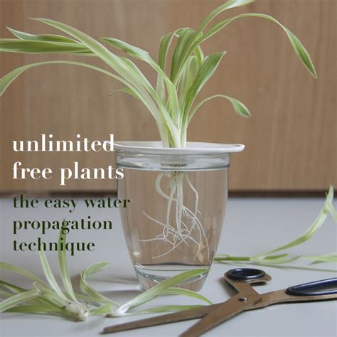 How To Propagate Houseplants Cuttings In Water Botanopia