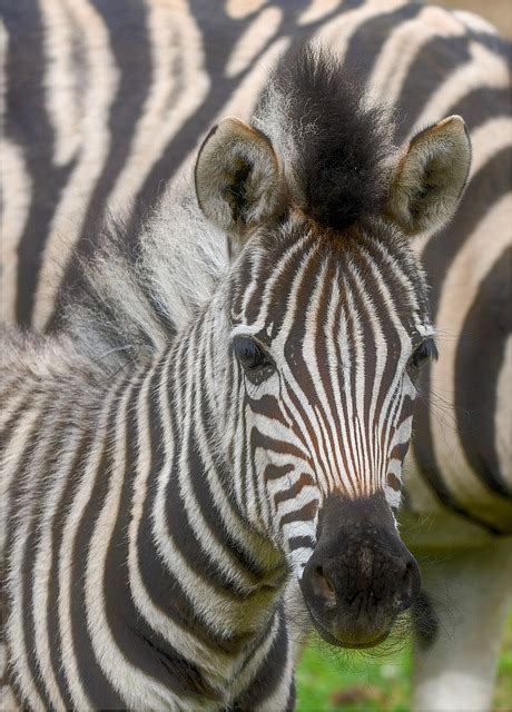 300,000+ Free Herbivorous Animals & Animal Images - Pixabay