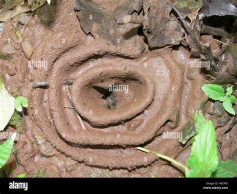 Ant Hill - Subterranean dwellings of ant colonies Stock Photo - Alamy