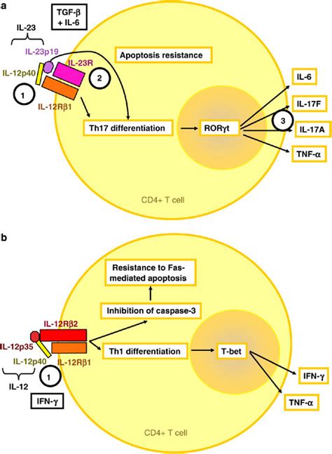 Targeting The Il 23 Mediated Inflammation And Resistance To Apoptosis